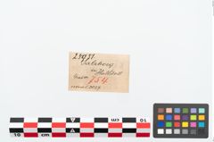 Etikett zu Bronzekugelkopfnadel (NHMW-PRAE-025951)
